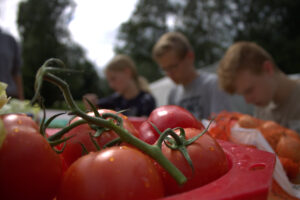 Wiesmoor 2021: Saftige Tomaten am Bergfest